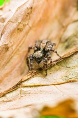 Macro shot of jumping spider