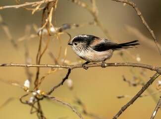 Small long tailed tit perched on a twig