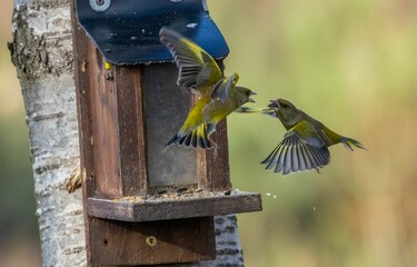 Grumpy greenfinch chasing male chaffinch of a bird feeder
