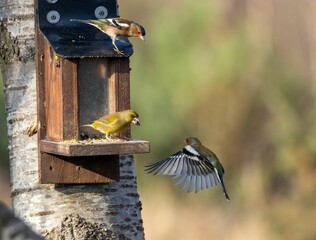 two small birds sitting on a bird feeder at a birch tree