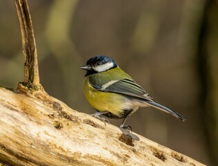 Closeup of a great tit perched on a branch of a tree