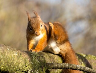 Small, cheerful-looking Scottish red squirrel perched on a mossy branch of a tree