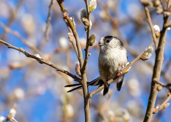 Small long tailed tit bird perched atop a branch of a tree