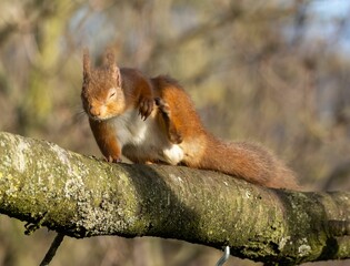 Obraz premium Small, cheerful-looking Scottish red squirrel perched on a mossy branch of a tree