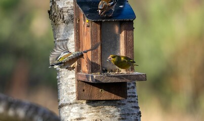 Greenfinch birds fighting in flight near a bird feeder