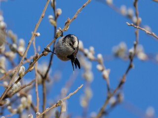 Small long tailed tit bird perched atop a branch of a tree