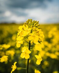 an open field with several yellow flowers on it's stem