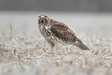 Brown hawk is perched on the ground, staring directly into the camera with its intense gaze