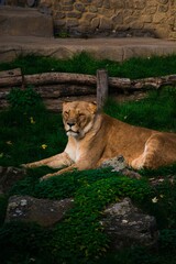 Majestic lioness perched atop a rocky outcropping in lush grassland habitat
