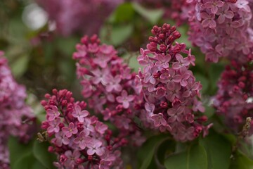 Obraz premium Vibrant cluster of lilac blossoms in the peak of their bloom, in an urban garden setting