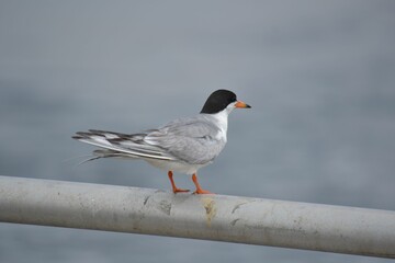 A Franklin's gull perched on a metal railing with blurred background of the sea