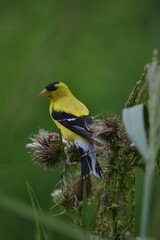 Cheerful yellow bird perched atop a vibrant arrangement of flowers