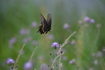 Close-up of a butterfly perched atop a bright and colorful bouquet of flowers and foliage