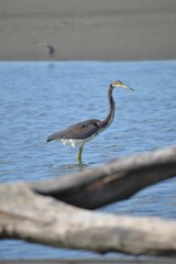 Tricolored heron stands in the middle of a serene lake