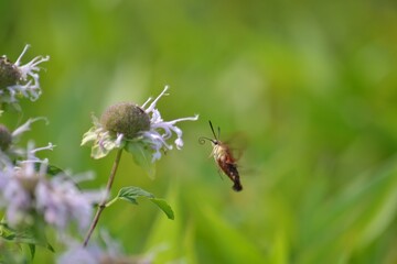 Close-up of an insect  perched atop a bright bouquet of flowers and foliage