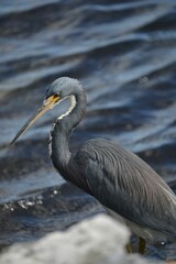 Tricolored heron stands in the middle of a serene lake