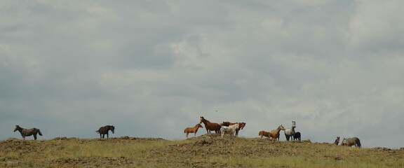 Horses grazing grass at highland pasture.Beautiful white brown and spotted horses graze on mountain.Amazing clouds and sky and animal wildlife.Beautiful rocky mountains.Horses stands in mountain hill