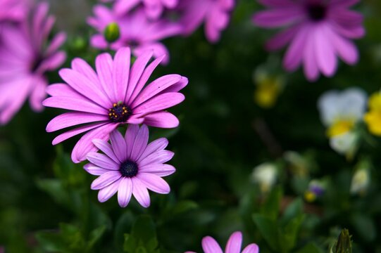 Lush garden with an abundance of beautiful purple daisies
