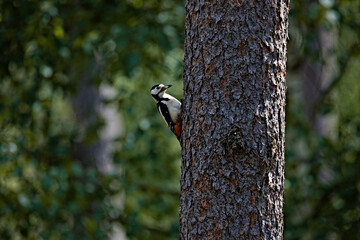 Great Spotted Woodpecker With Worm In The Beak
