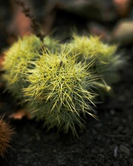 Vibrant sweet chestnut plant stands alone in the soil of an outdoor environment
