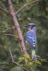 Blue jay bird perched on a tree branch.