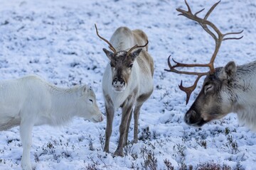 Large herd of reindeers meander through a snowy landscape, creating a serene winter scene