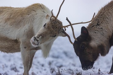 Reindeer battle with antlers in a winter landscape on a foggy day