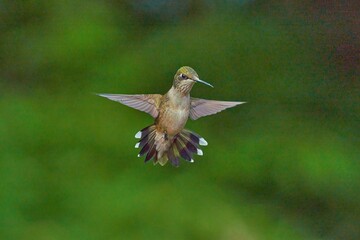 Hummingbird in flight against a natural backdrop.