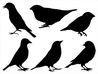 Set of Finch Silhouette