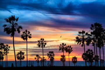 palm trees in front of the beach with a beautiful sunset