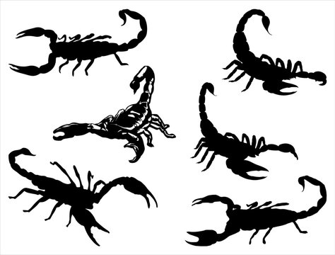 Set of Scorpion Silhouette Vector Art on White background