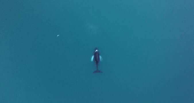 Aerial top view video of a delphin in the deep blue sea