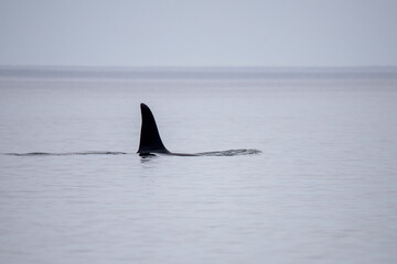 This photo shows an orca or killer whale in the atlantic ocean near the Isle of Mull, Scotland. 