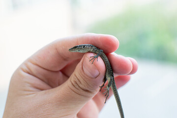 Darevskia armeniaca in hand - small Armenian lizard or Armenian rock lizard