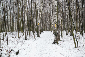 A Majestic Birch Grove Amidst the Snow
