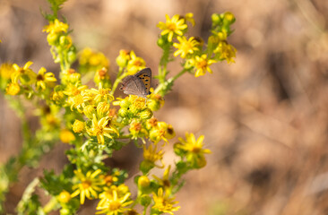 Tailed copper, Lycaena arota, feeding on the flowers of the Solidago decurrens plant.