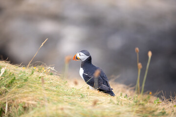 This photo shows a beautiful puffin or also named sea parrot which is a sea bird. The puffin comes to land for nestling. The picture was made on Staffa near the Isle of Mull, Scotland