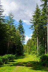 Green footpath between tall pine trees