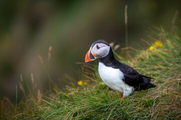 This photo shows a beautiful puffin or also named sea parrot which is a sea bird. The puffin comes to land for nestling. The picture was made on Staffa near the Isle of Mull, Scotland