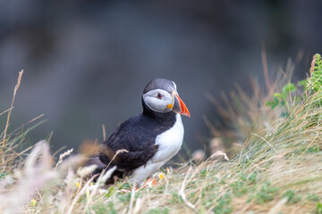 This photo shows a beautiful puffin or also named sea parrot which is a sea bird. The puffin comes to land for nestling. The picture was made on Staffa near the Isle of Mull, Scotland