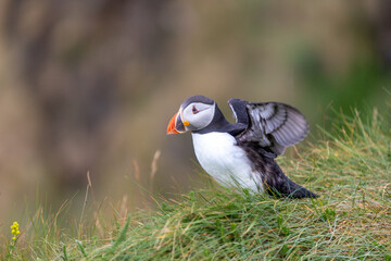 This photo shows a beautiful puffin or also named sea parrot which is a sea bird. The puffin comes to land for nestling. The picture was made on Staffa near the Isle of Mull, Scotland