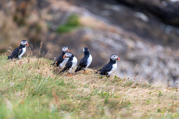 This photo shows a beautiful puffin or also named sea parrot which is a sea bird. The puffin comes to land for nestling. The picture was made on Staffa near the Isle of Mull, Scotland