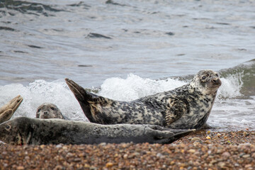 Fototapeta premium This photo shows a group of seals laying on the beach of Portgordon in Moray, Scotland. The seals hunt in the North Sea. 