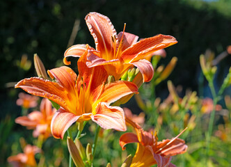 Blühende Taglilie, Hemerocallis,  Nahaufnahme