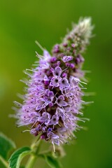 Wild Mint Flower Mentha Arvensis