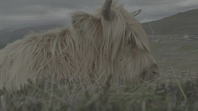 Closeup of a highlander cow in Fjord, Faroe Island with gray cloudy sky in the background