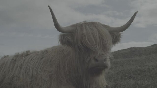 Closeup of a highlander portrait in Fjord, Faroe Island with gray cloudy sky