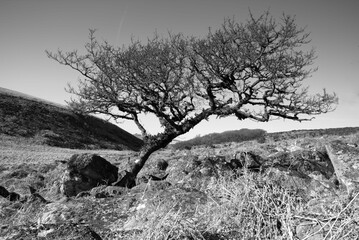 Majestic evergreen tree growing atop a picturesque grassy hill
