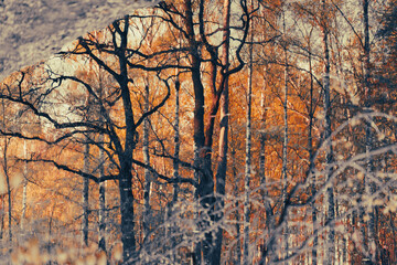 Reflection of autumn trees in the lake in the park