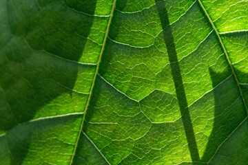 Abstract fresh green leaf texture macro close-up